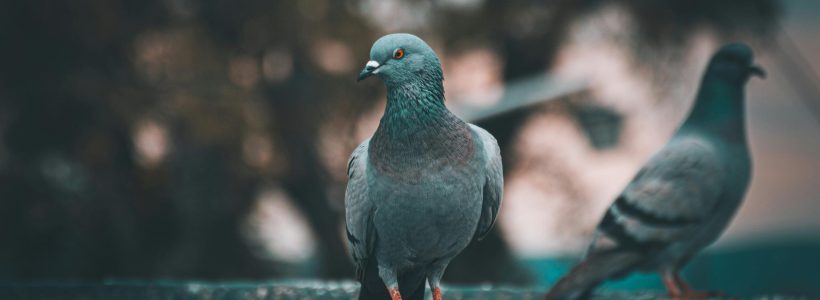 plaga-palomas-bilbao